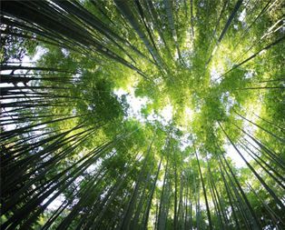 tall trees in the forrest