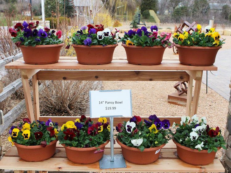 A display of pansies in pots on a wooden stand