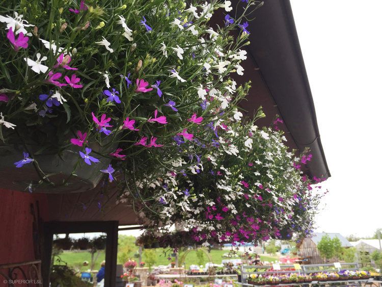 A bunch of flowers are hanging from the ceiling of a building.
