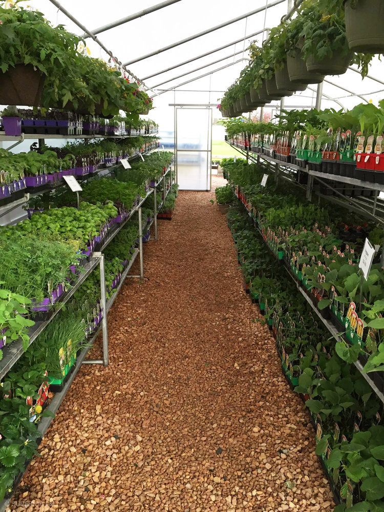 A greenhouse filled with lots of potted plants and hanging baskets.