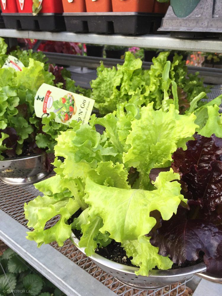 A bunch of lettuce plants are sitting on a shelf.