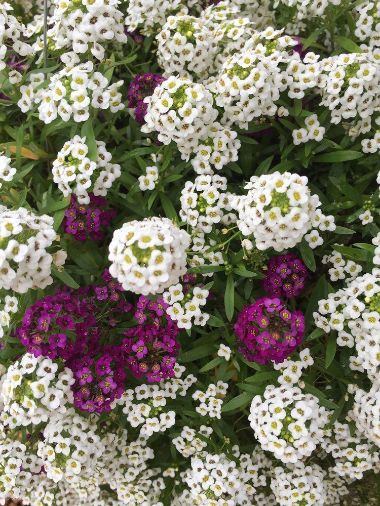 A bunch of white and purple flowers are growing in a garden.
