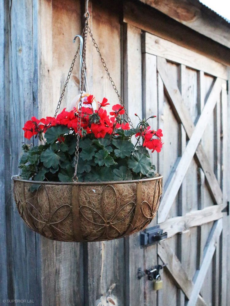 A hanging basket with red flowers hanging from a chain