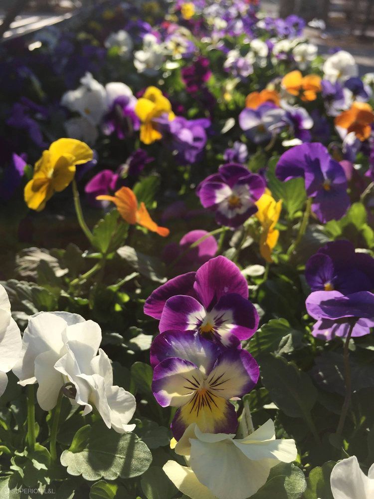 A bunch of purple and yellow flowers are growing in a garden