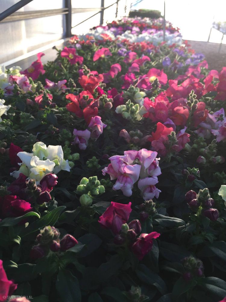 A bunch of flowers are growing in a greenhouse