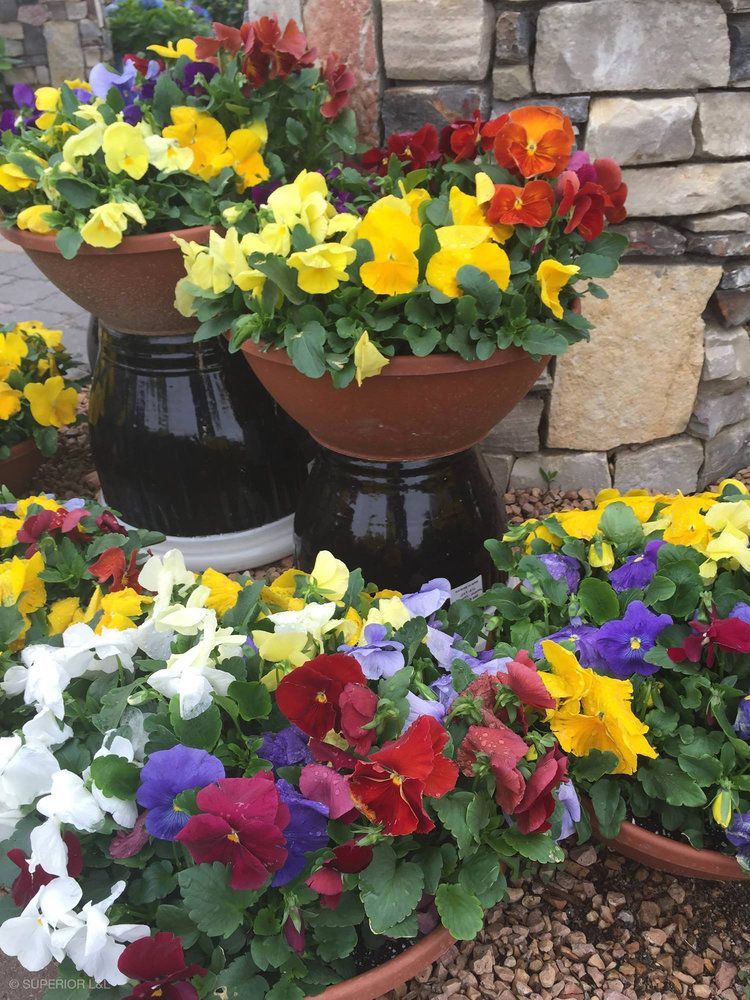 A bunch of potted flowers are lined up in front of a stone wall