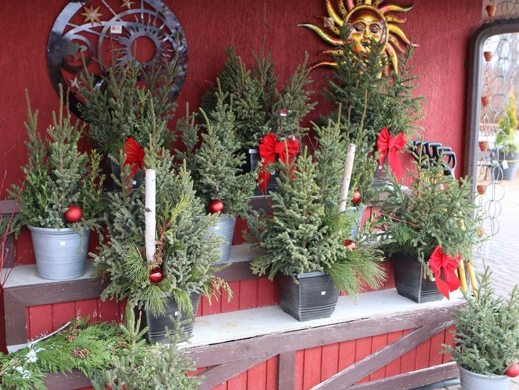A bunch of potted christmas trees on a shelf