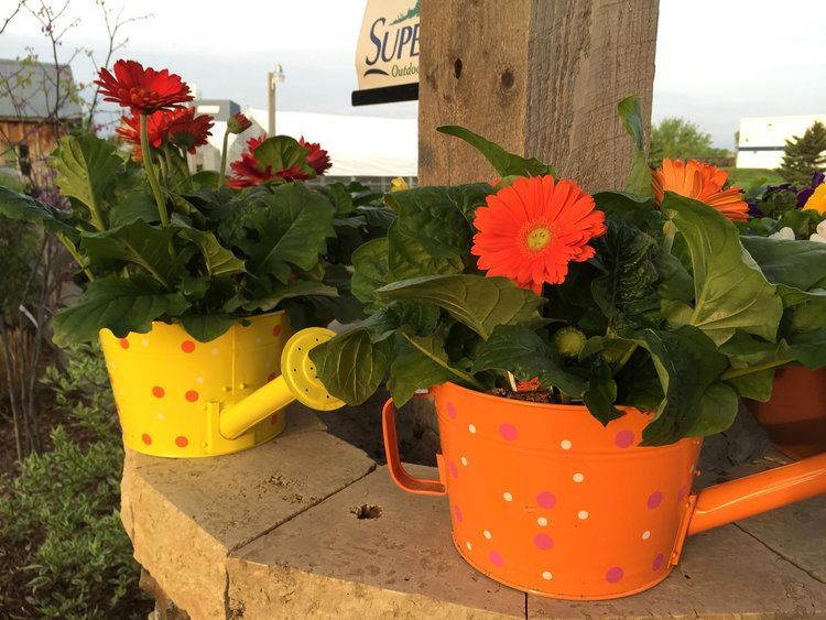 Two watering cans filled with flowers are sitting on a table.