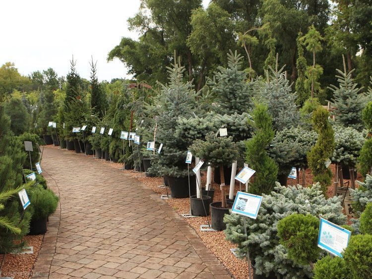 A row of potted plants are lined up on a brick walkway.