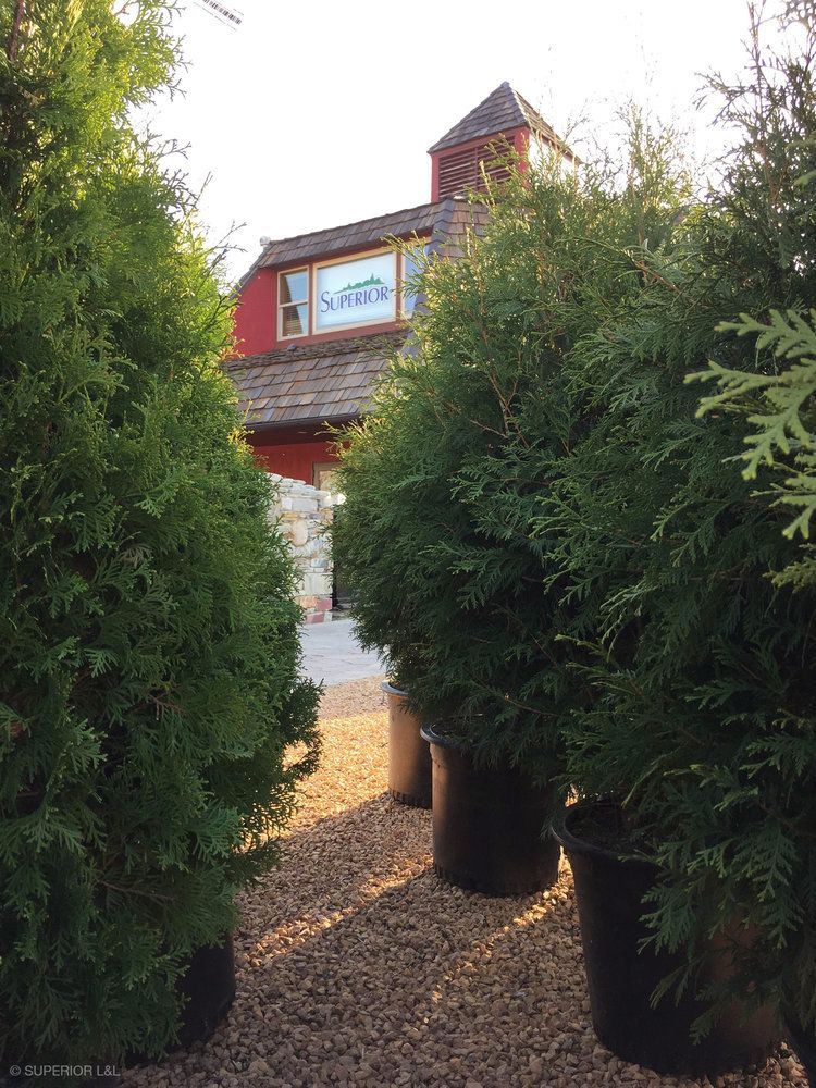 A row of potted trees are lined up in front of a building.
