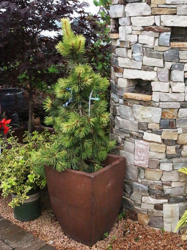 A large potted plant is sitting next to a stone wall