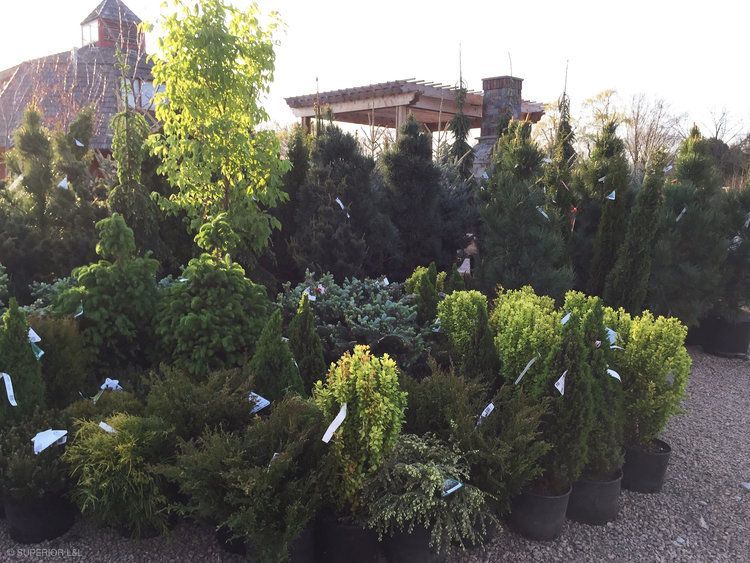 A bunch of potted plants are sitting on a gravel road.