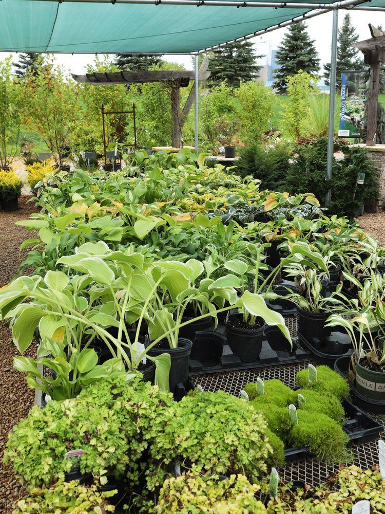 A row of potted plants sitting under an umbrella in a garden.