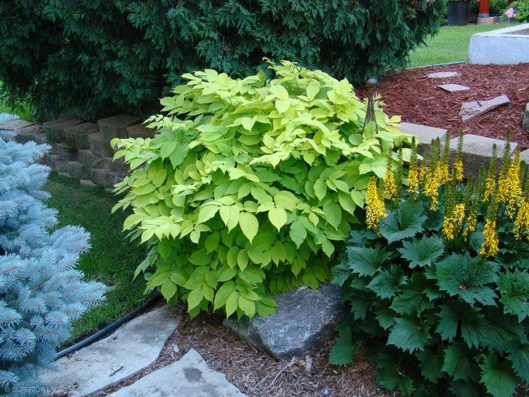 A bush with yellow leaves is growing in a garden