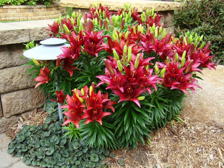 A bunch of red flowers are growing in a garden