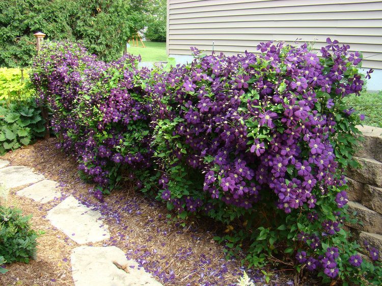 A bush with purple flowers is growing in front of a house.