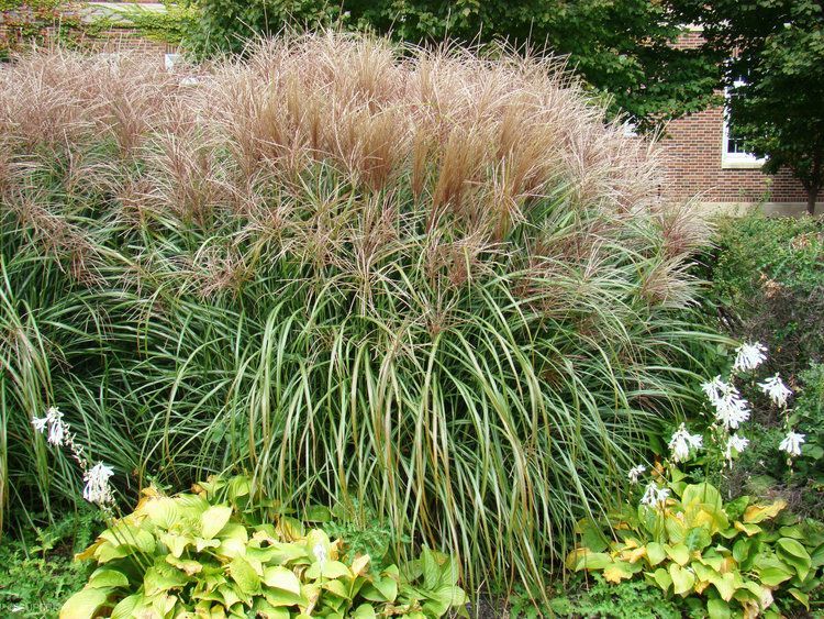 A lush green garden with tall grass and flowers in front of a brick building.