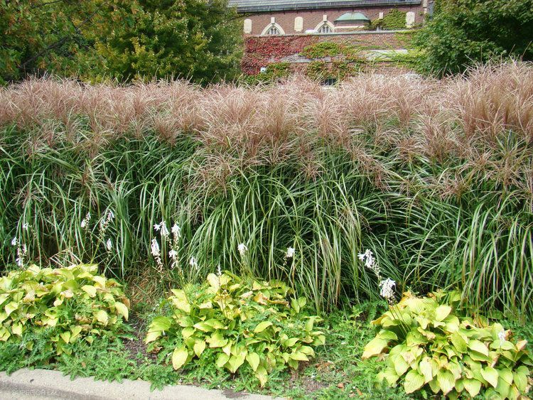 A row of plants with a house in the background
