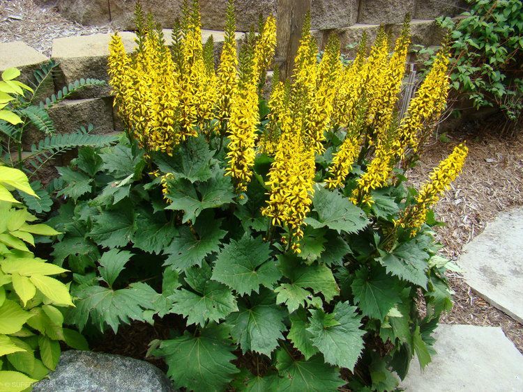 A bush with yellow flowers and green leaves