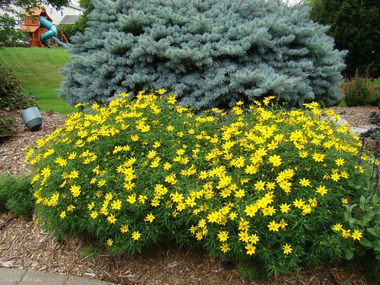 A bush with yellow flowers and green leaves