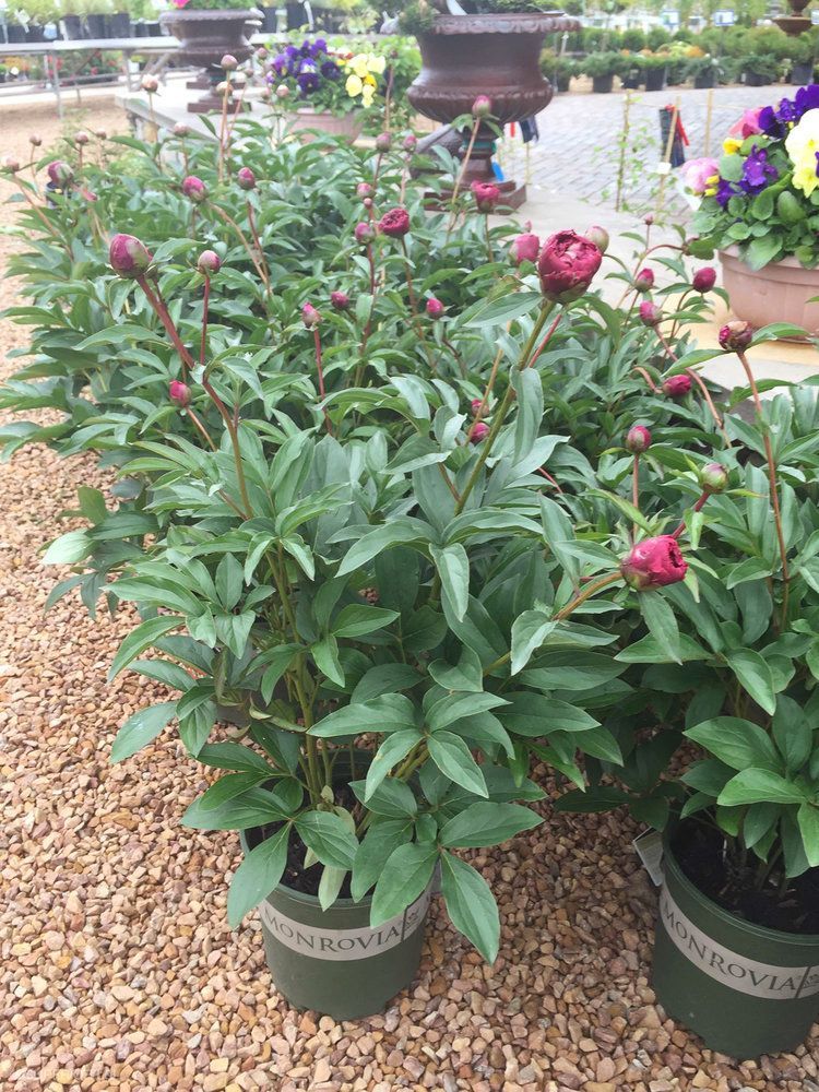 A bunch of potted plants sitting on top of gravel.