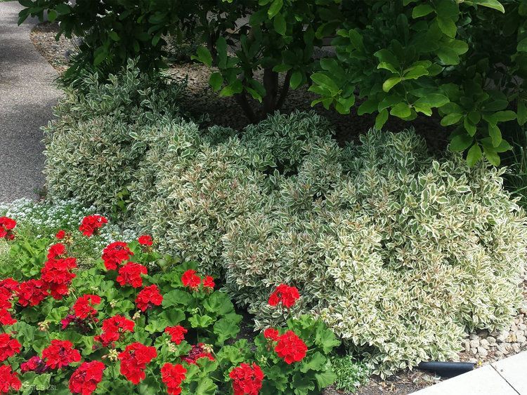 A garden with red flowers and white plants