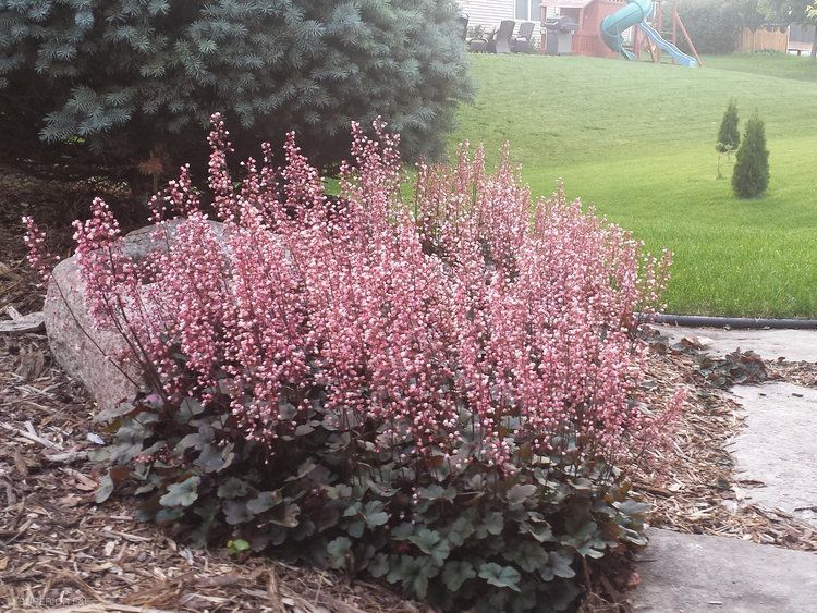 A bush with pink flowers is in the middle of a yard.