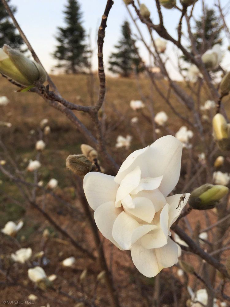 A close up of a white flower on a tree branch