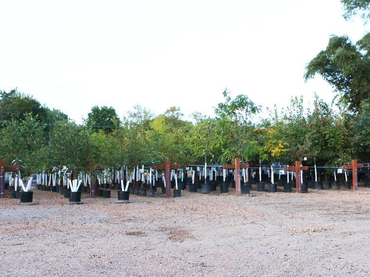 A lot of potted plants are lined up in a gravel area