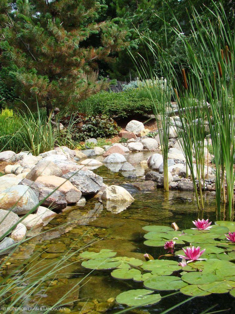 A pond with water lilies and rocks in it