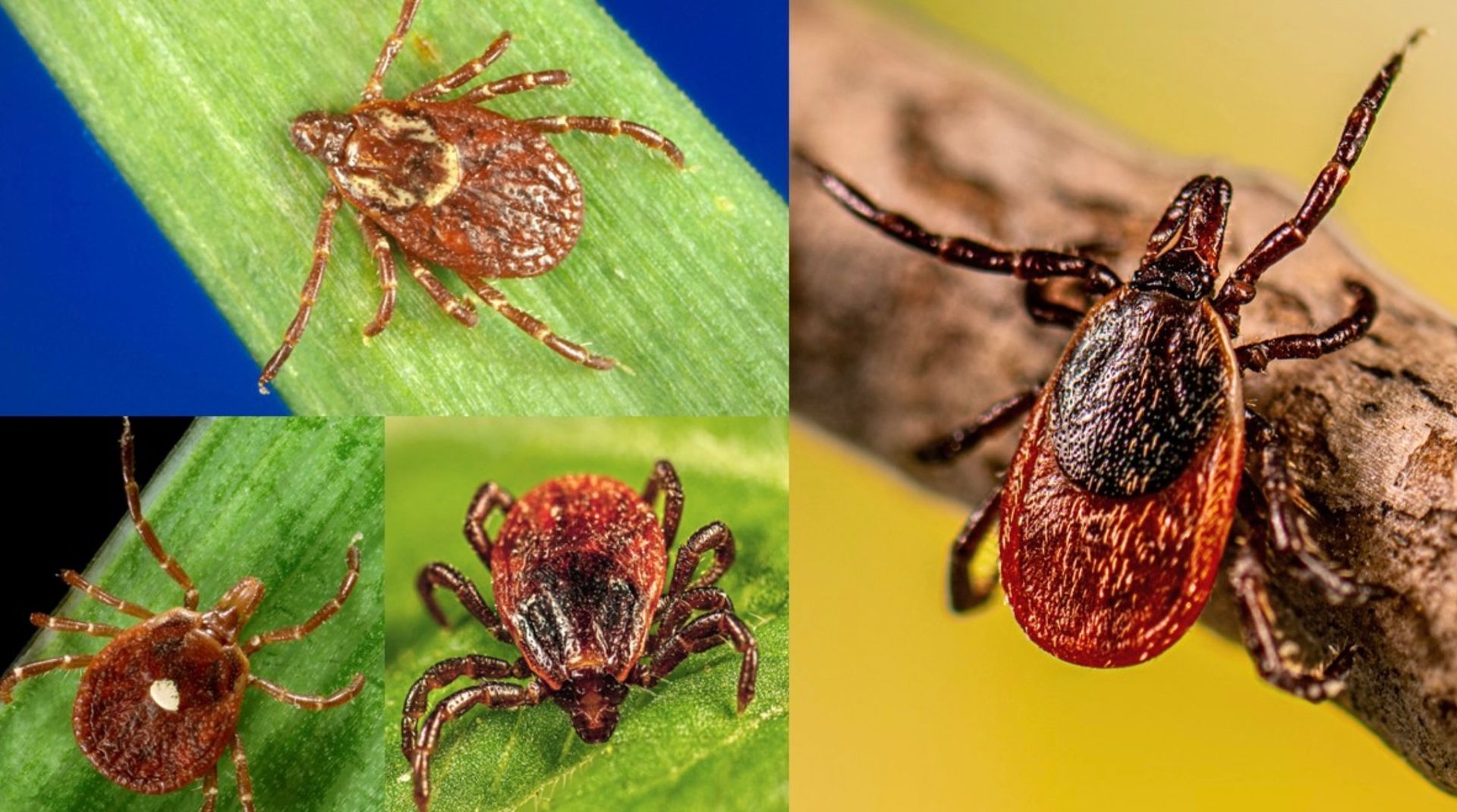 photos of ticks