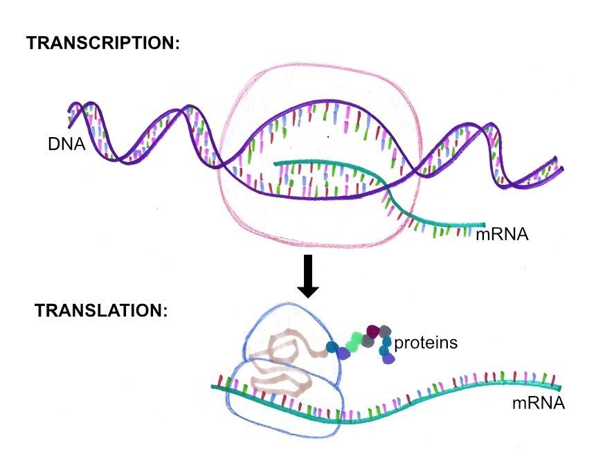 mRNA transcription and translation