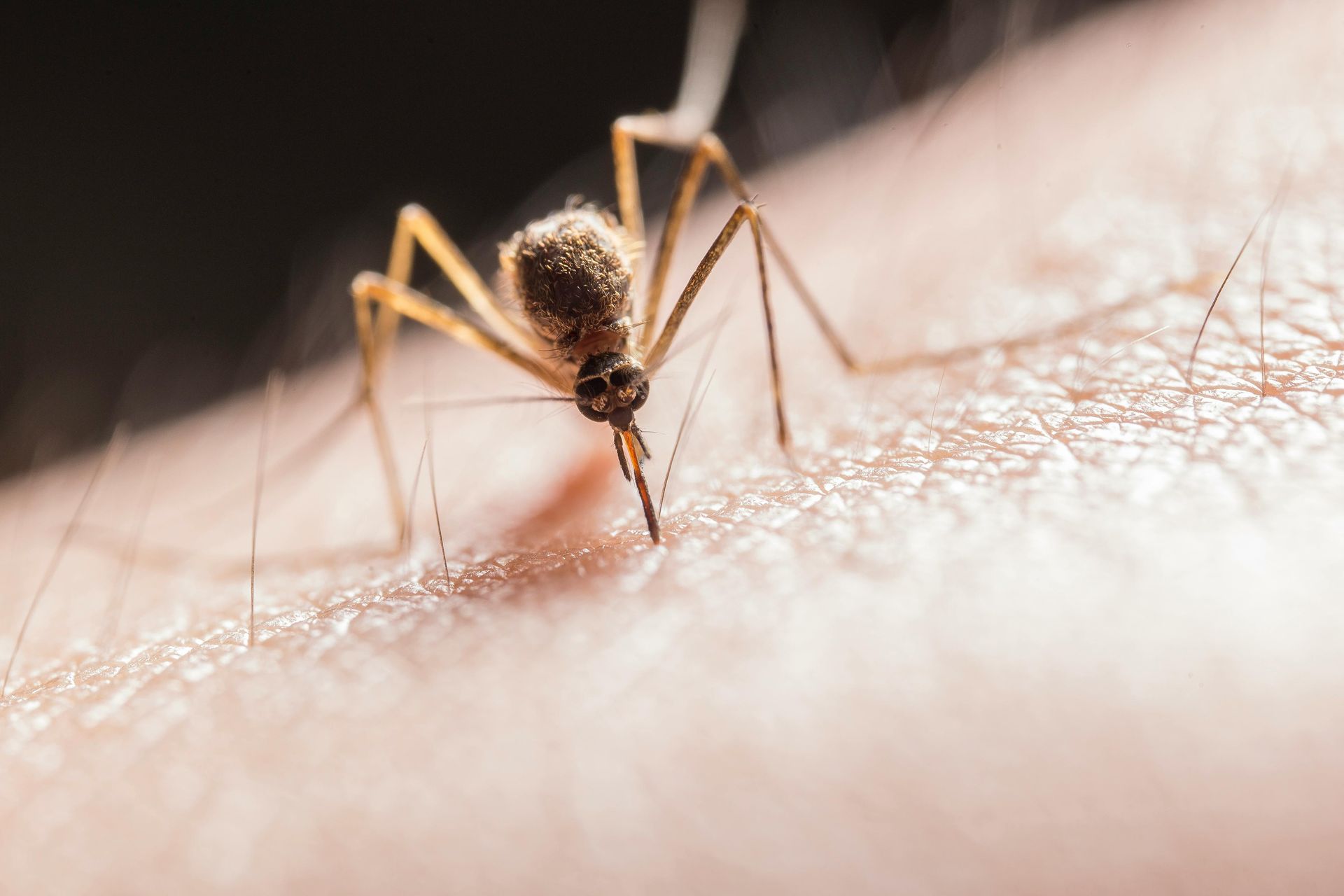 mosquito biting a person's skin