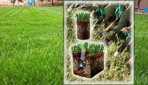 fungicides