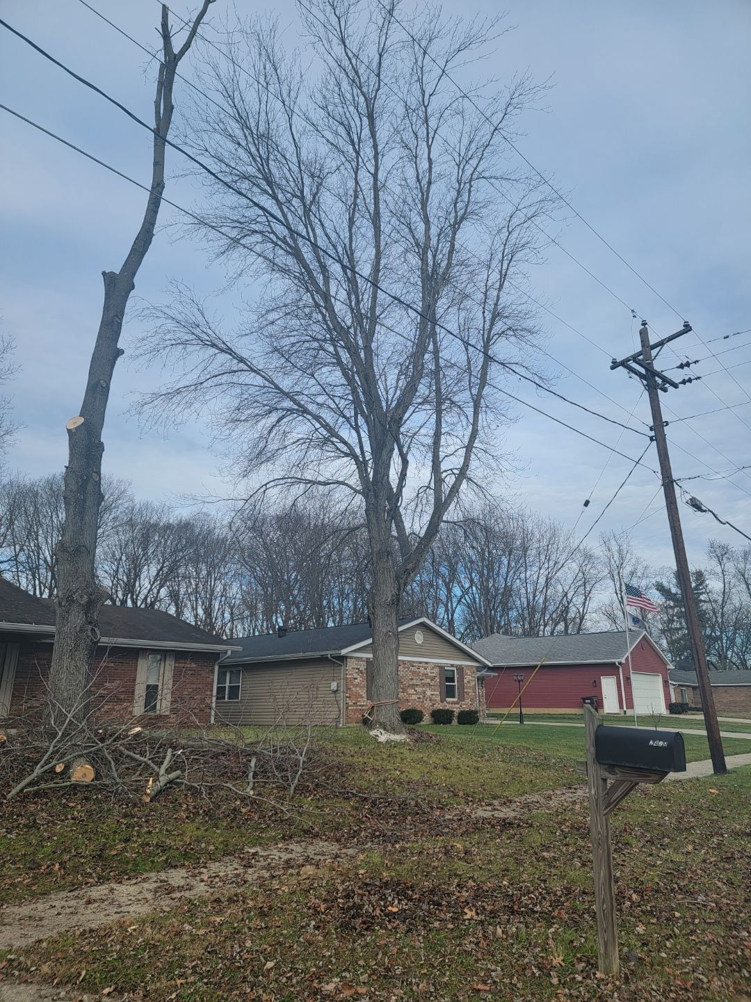 Tree removal service near me