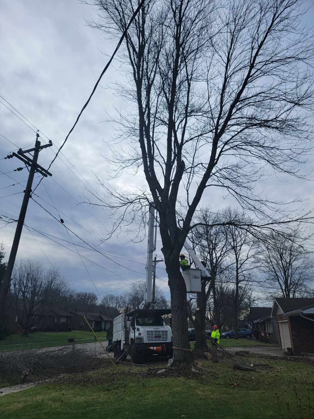 Trimming of tree branches