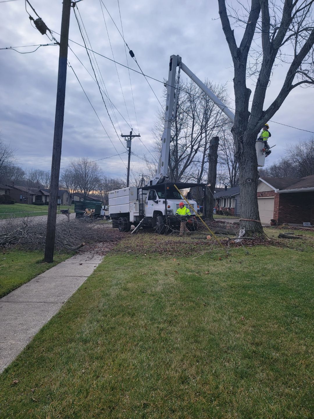 Arborist on working on tree services