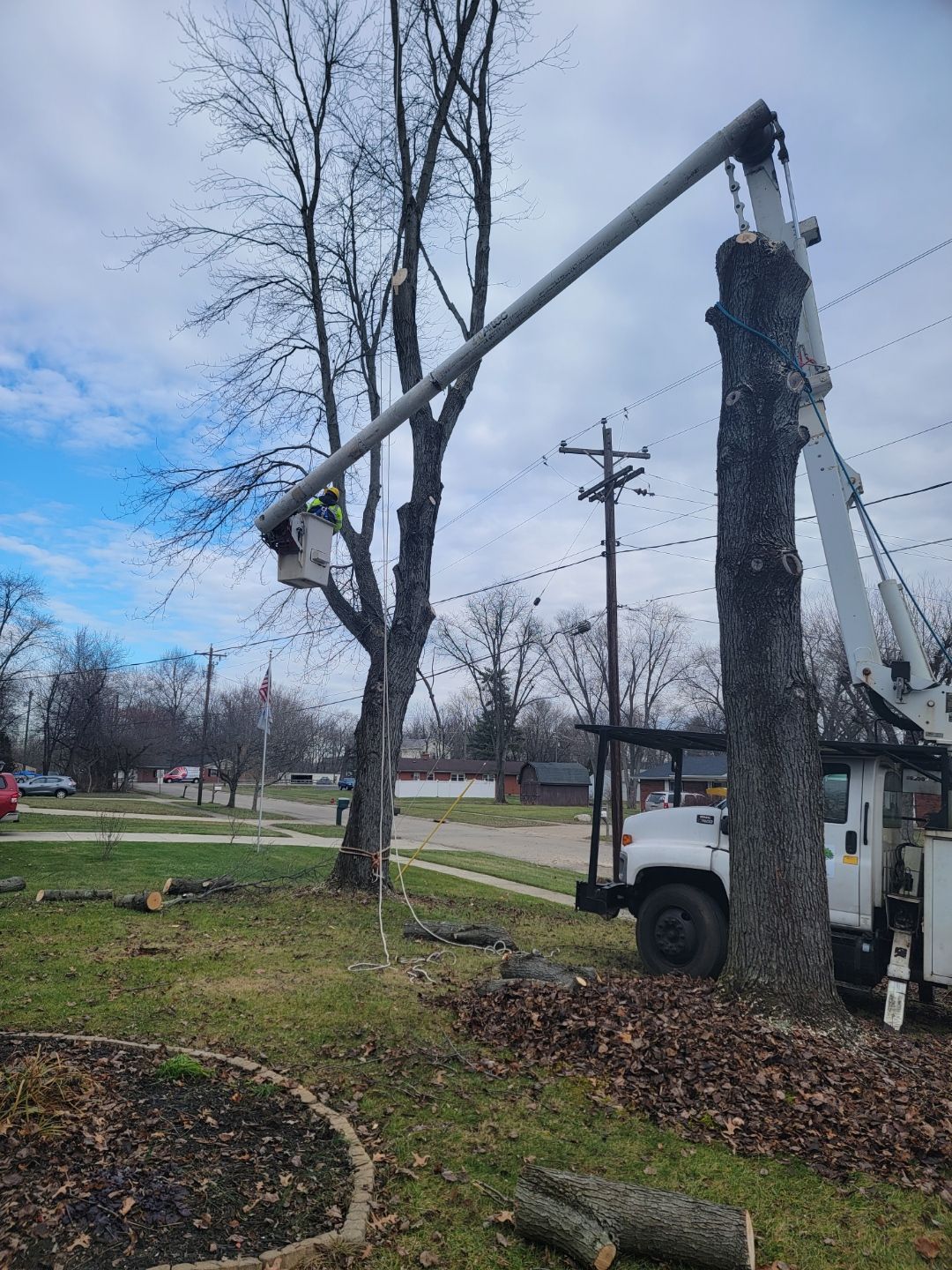 Arborist on working on tree trimming