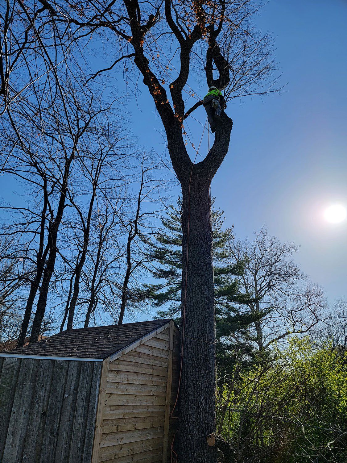 Tree trimming
