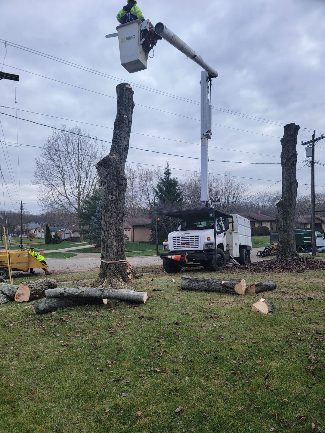 Arborist on working on tree removal