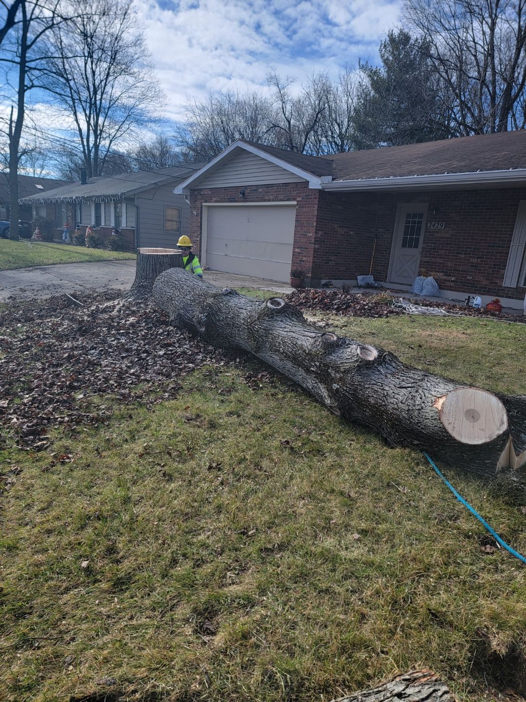 Professional tree removal