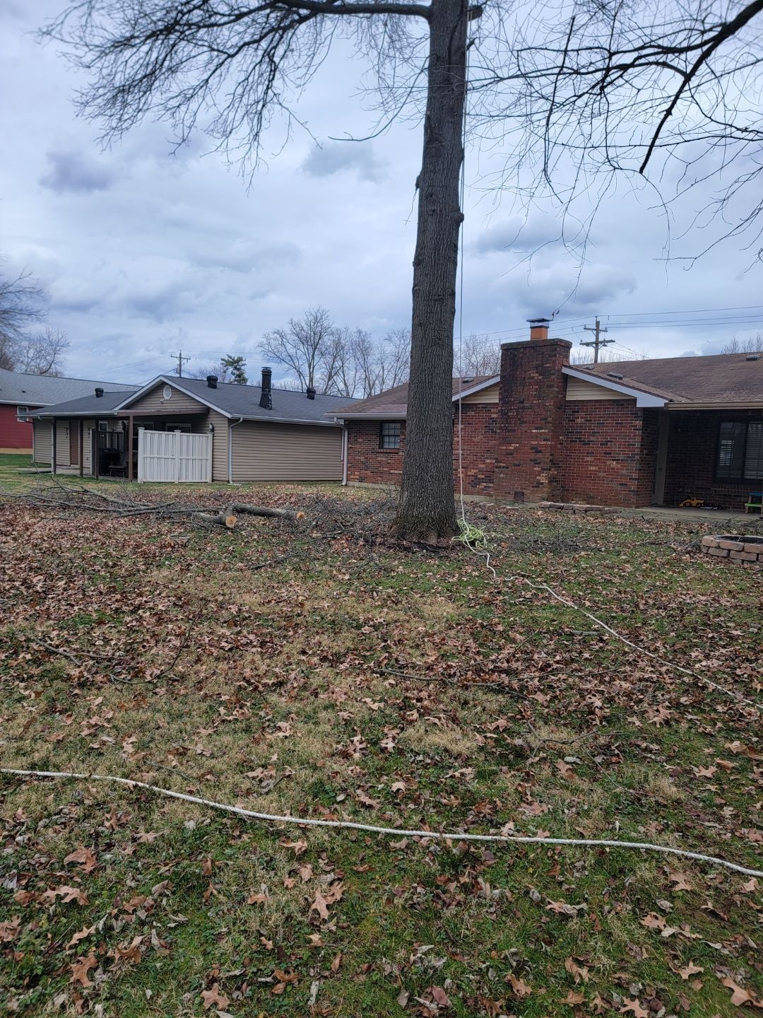 Tree removal preparation