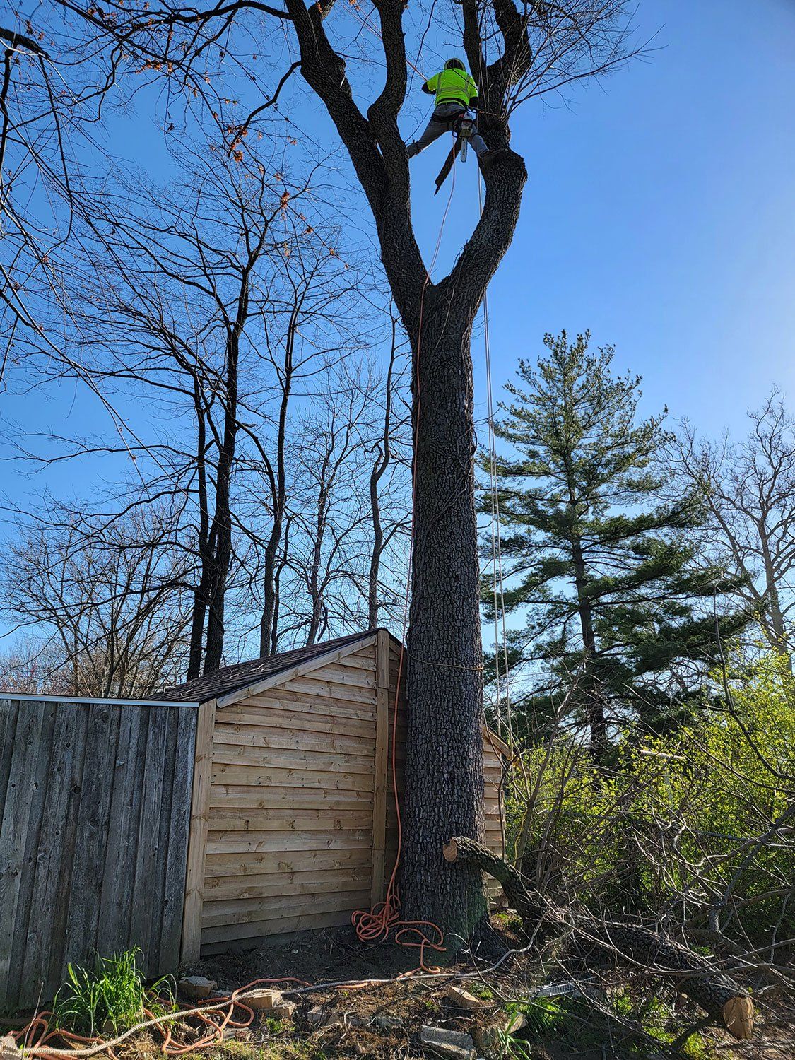 Tree trimming