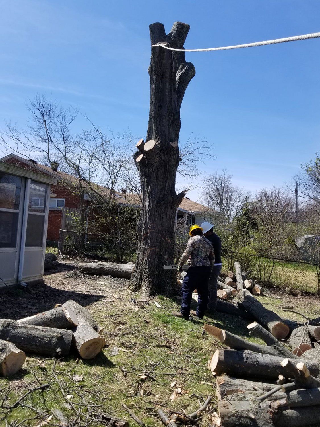 Tree removal