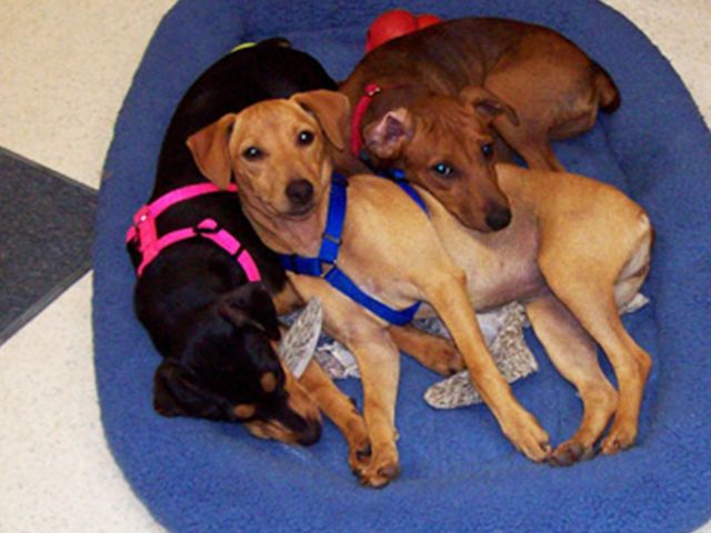 fairway boarding kennels