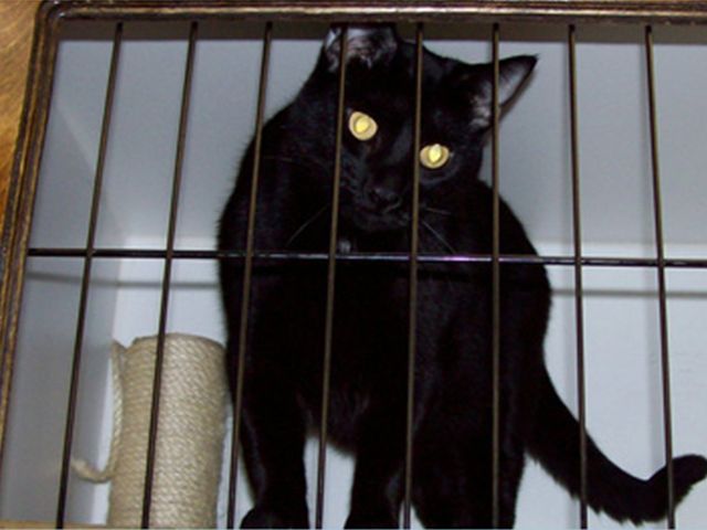 fairway boarding kennels