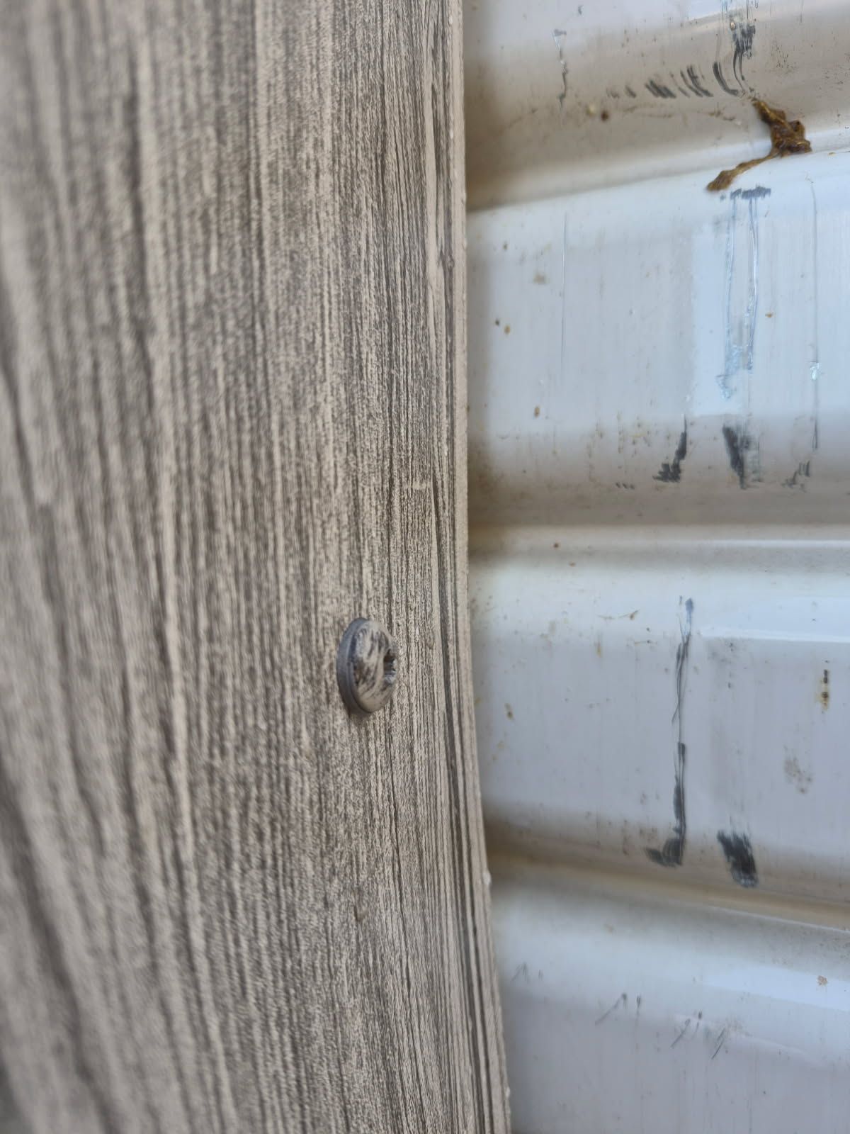 Close-up of a small bug on beige wood siding beside white vinyl house siding.