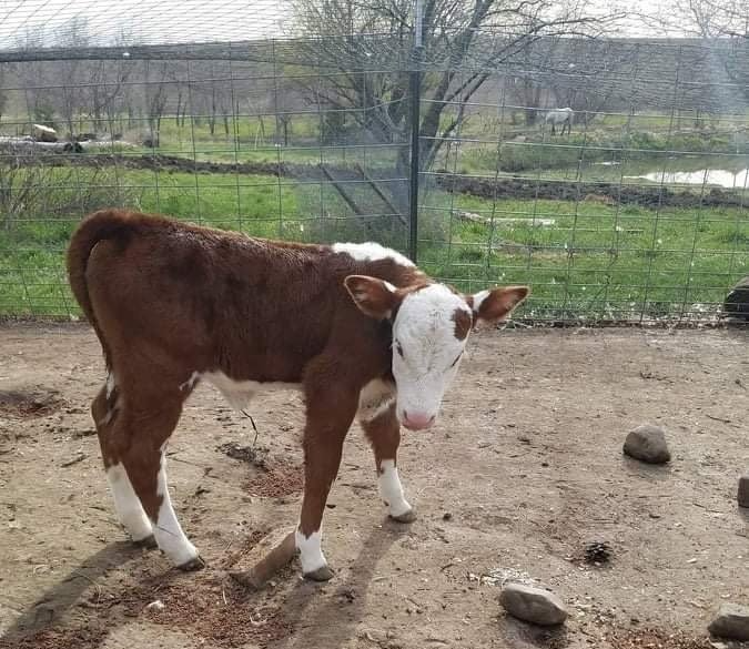 A brown and white calf standing in a dirt field