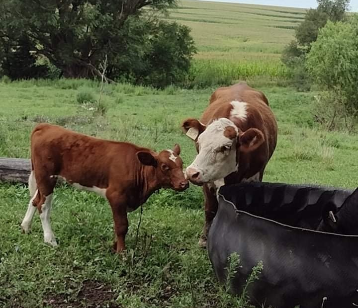 A brown and white cow standing next to a calf in a grassy field