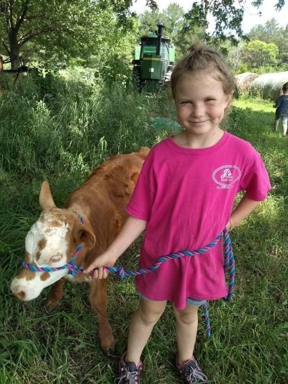 A little girl in a pink shirt is holding a cow on a leash
